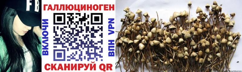 Псилоцибиновые грибы Cubensis  где можно купить наркотик  Щучье 